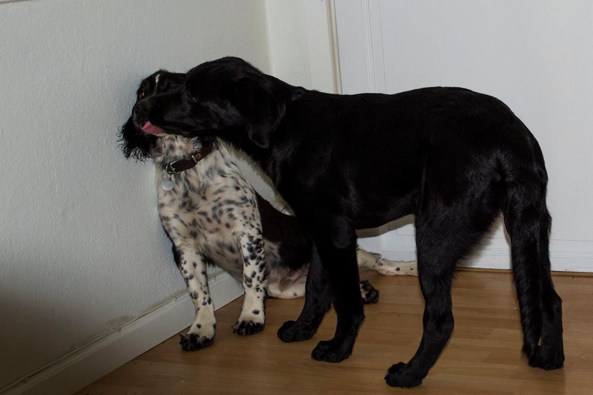 Labrador retriever Trunte - Trunte 5 måneder. Hundeleg med Bandi billede 14