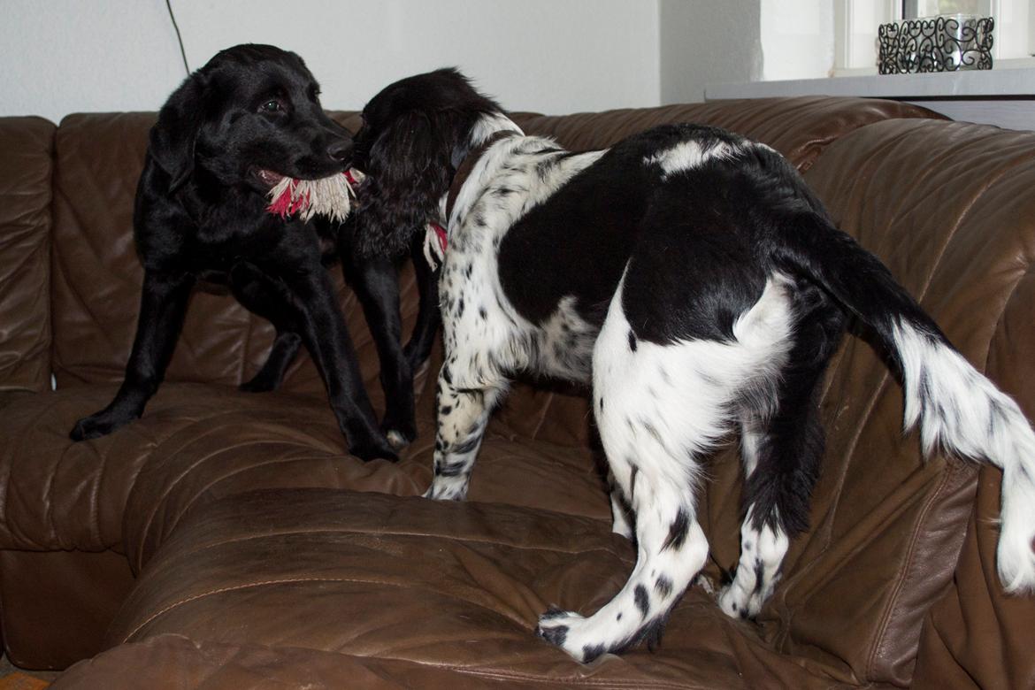 Labrador retriever Trunte - Trunte 5 måneder. Hundeleg med Bandi billede 15