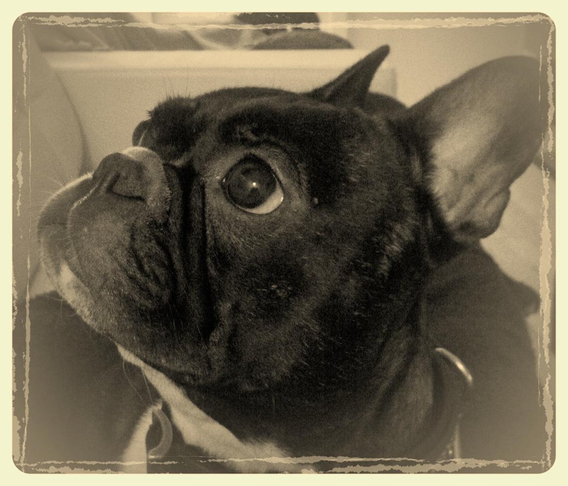 Fransk bulldog Karla (Kelli) - Elskede skønne bullerdame billede 10