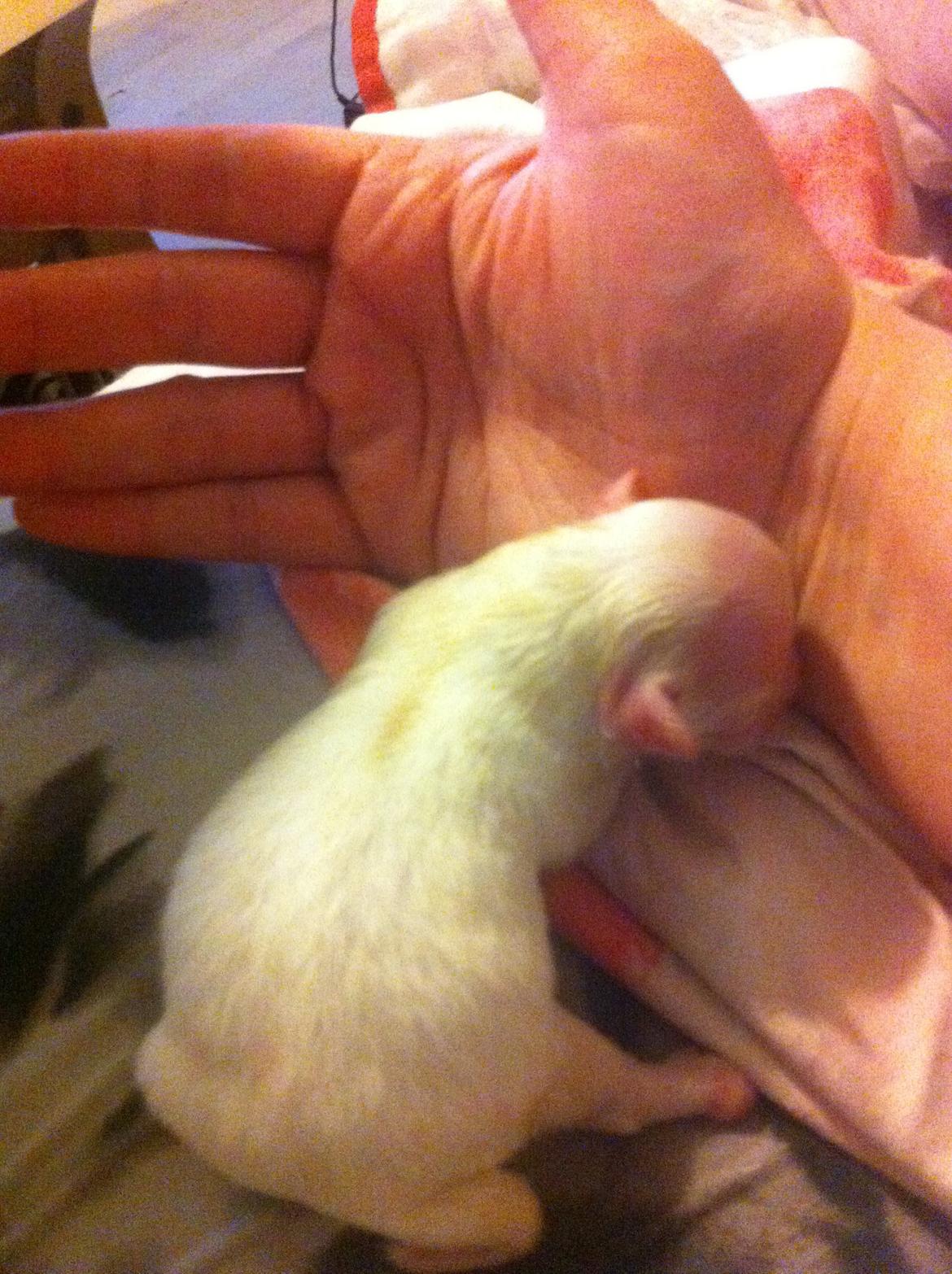 Chihuahua Gizmo - Lige blevet født og vasket af min hundemor :-) billede 1