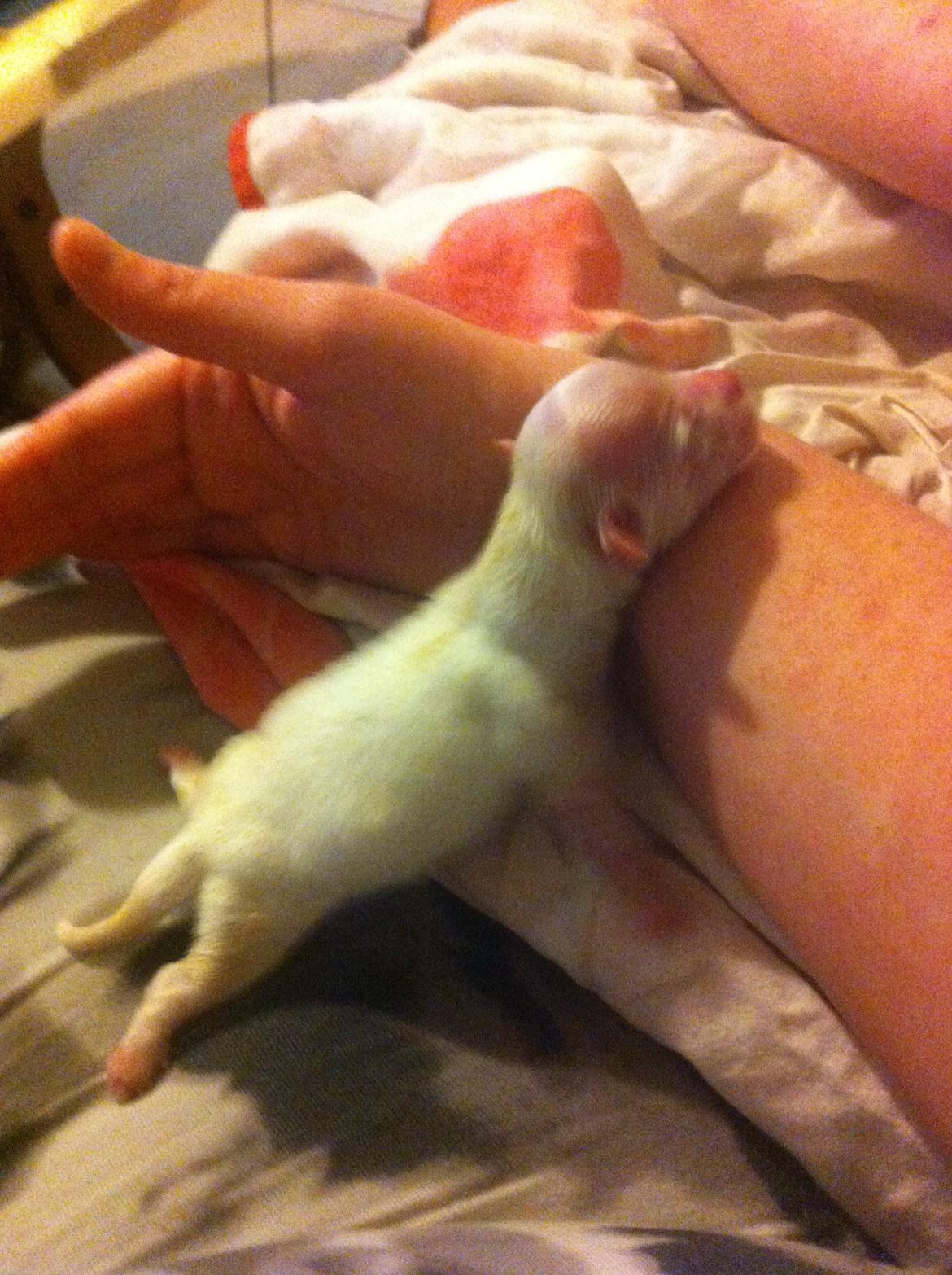 Chihuahua Gizmo - Et mere fra fødslen billede 2