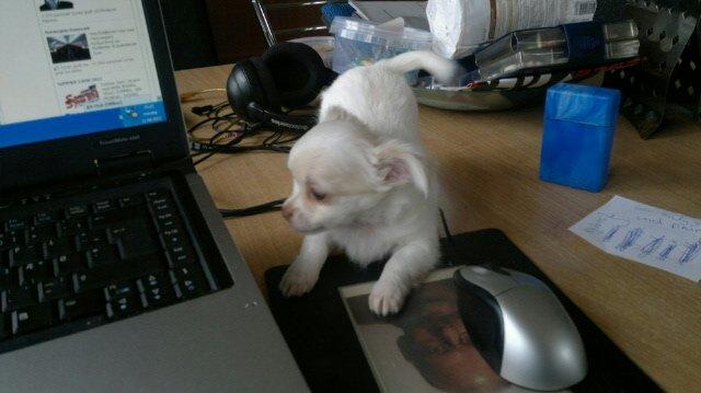 Chihuahua Gizmo - Her er jeg ca en uge inden jeg kom hjem.. Skulle lige lege med bærbar :-) billede 4
