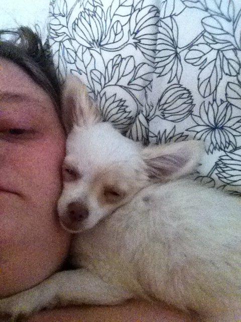 Chihuahua Gizmo - ligger og morgen putter med mor :-) billede 8