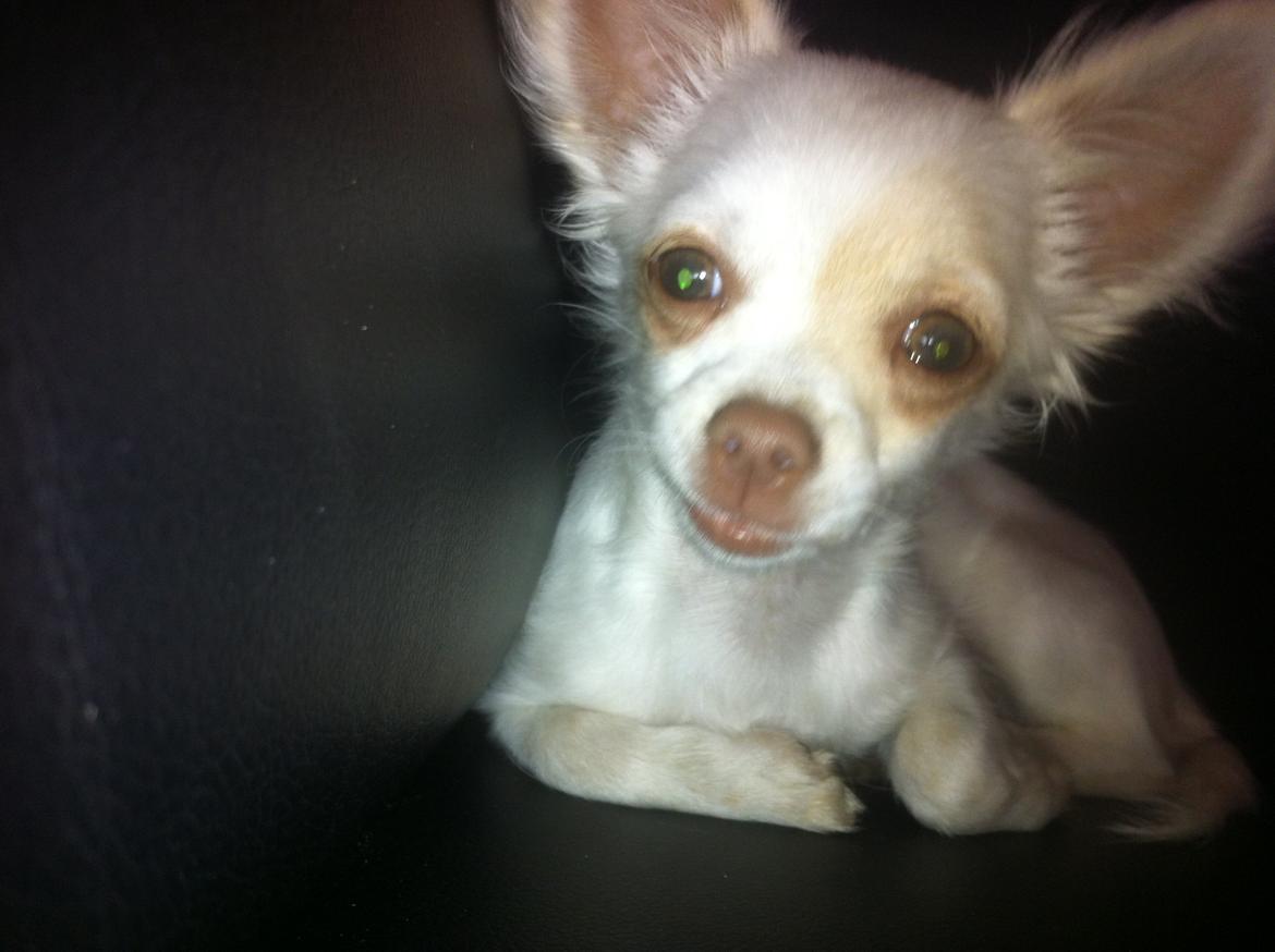 Chihuahua Gizmo - Hehe skal vi lege nu jeg er vågen.. billede 7