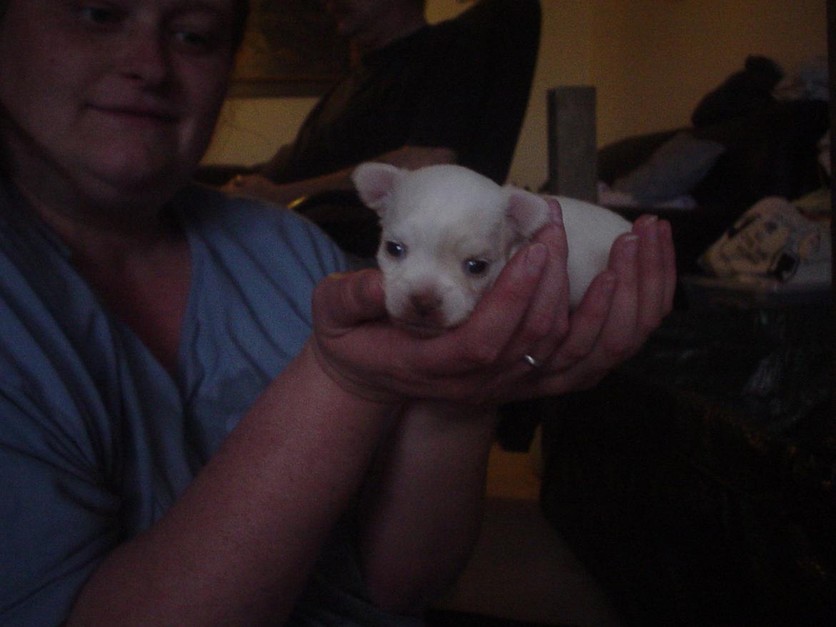 Chihuahua Gizmo - Her er jeg kun nogle få uger gammel i min mors hænder :-) billede 3