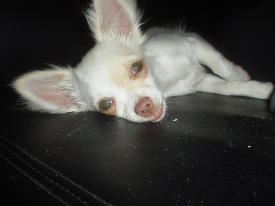 Chihuahua Gizmo - hvad.. jeg er snart klar på leg.. billede 6