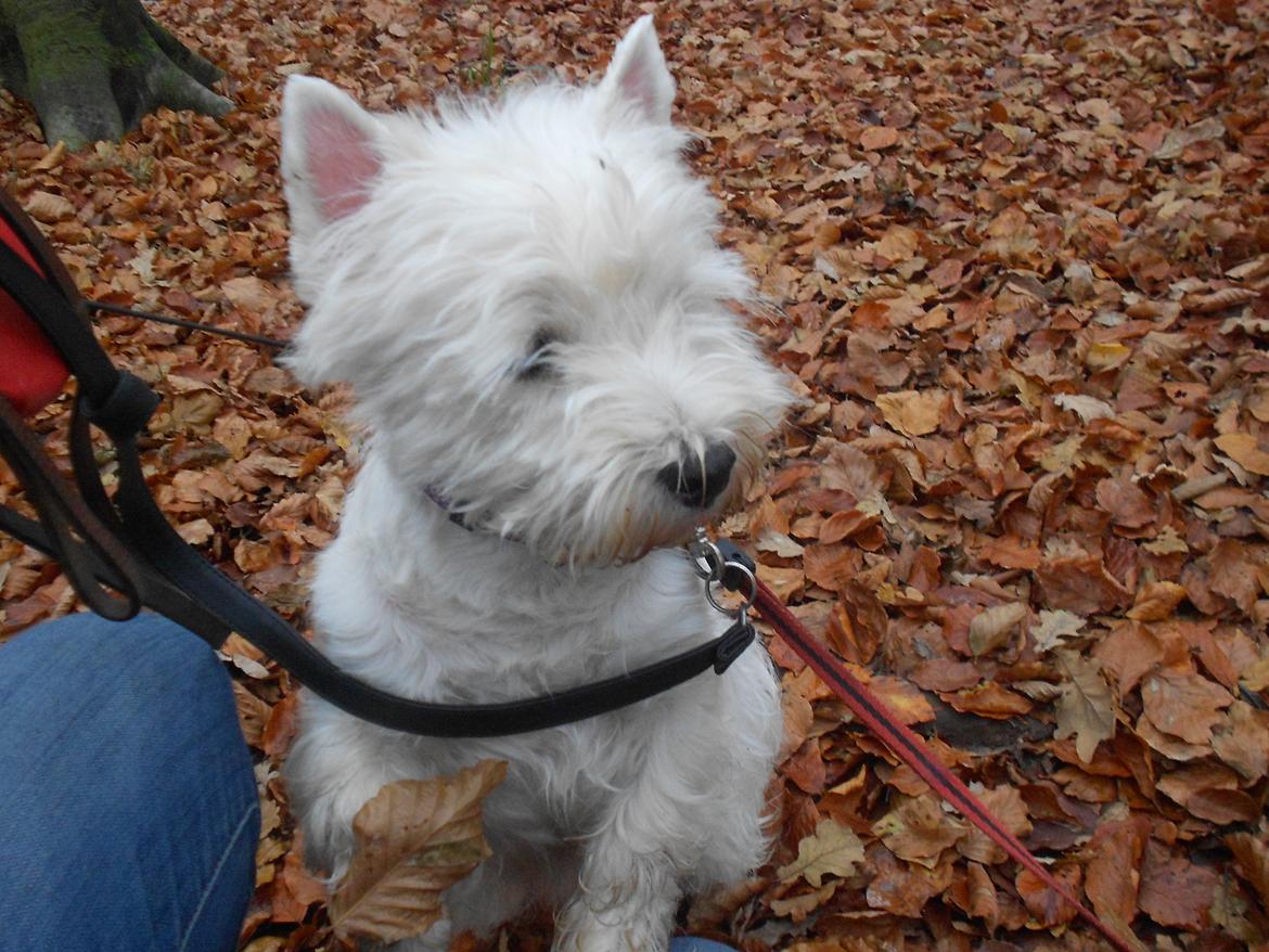 West highland white terrier La Toya  (Den specielle<3) - Ude at gå i skoven :) <3 18.11.12 billede 5