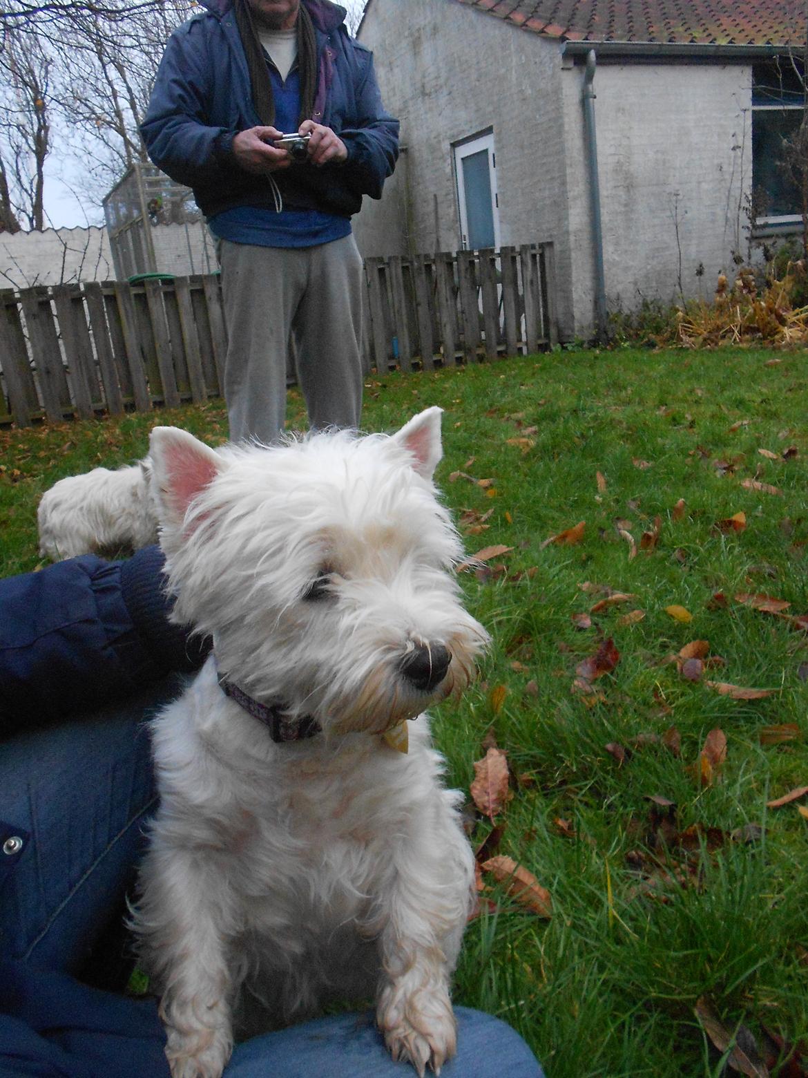 West highland white terrier La Toya  (Den specielle<3) - Så smuk ! <3 billede 4
