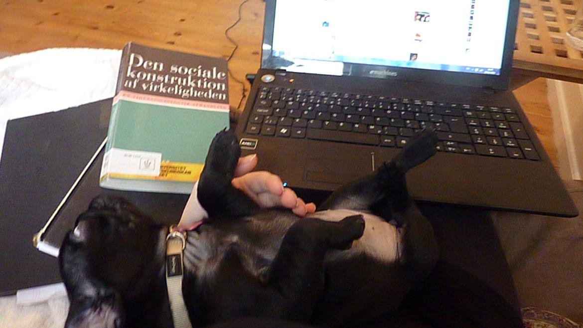 Mops Berta - Det er lidt svært at arbejde koncentreret med en lille mus liggende på armen, men det er så hyggeligt <3 billede 38