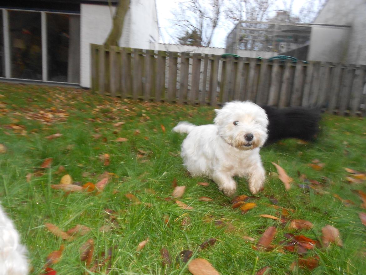 West highland white terrier La Toya  (Den specielle<3) - Fart over feltet! :D <3 billede 6