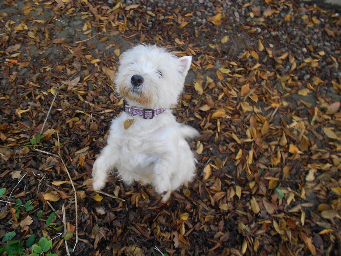 West highland white terrier La Toya  (Den specielle<3) - Hun er bare så dygtig til at stå på to ben ! :D <3 billede 7