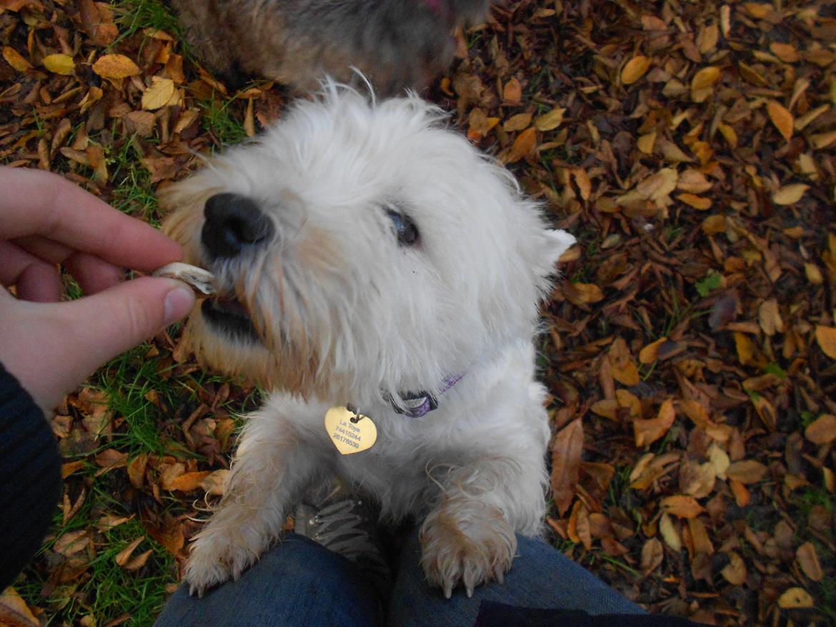 West highland white terrier La Toya  (Den specielle<3) - Mums, en god bid :D <3 billede 8