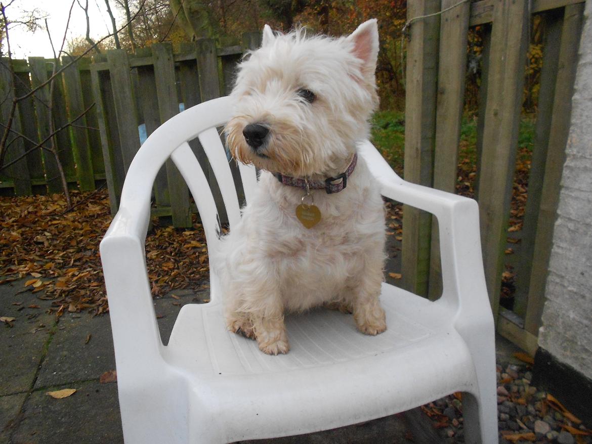 West highland white terrier La Toya  (Den specielle<3) - Hun er bare så smuk og dejlig ! *-* <3 billede 1