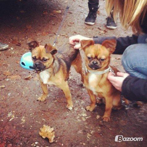 Blanding af racer Milo. - Milo og han's storebror, Chico :-) billede 4