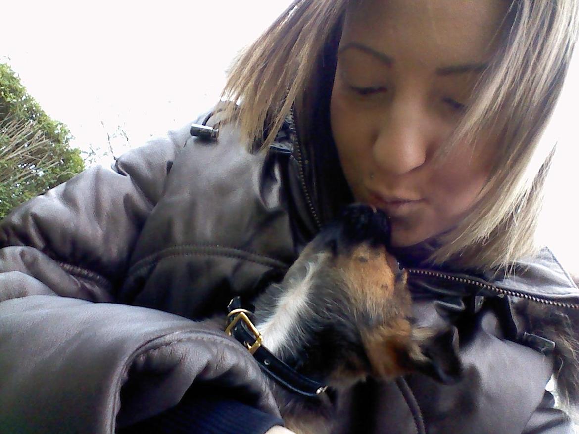 Blanding af racer Milo. billede 8