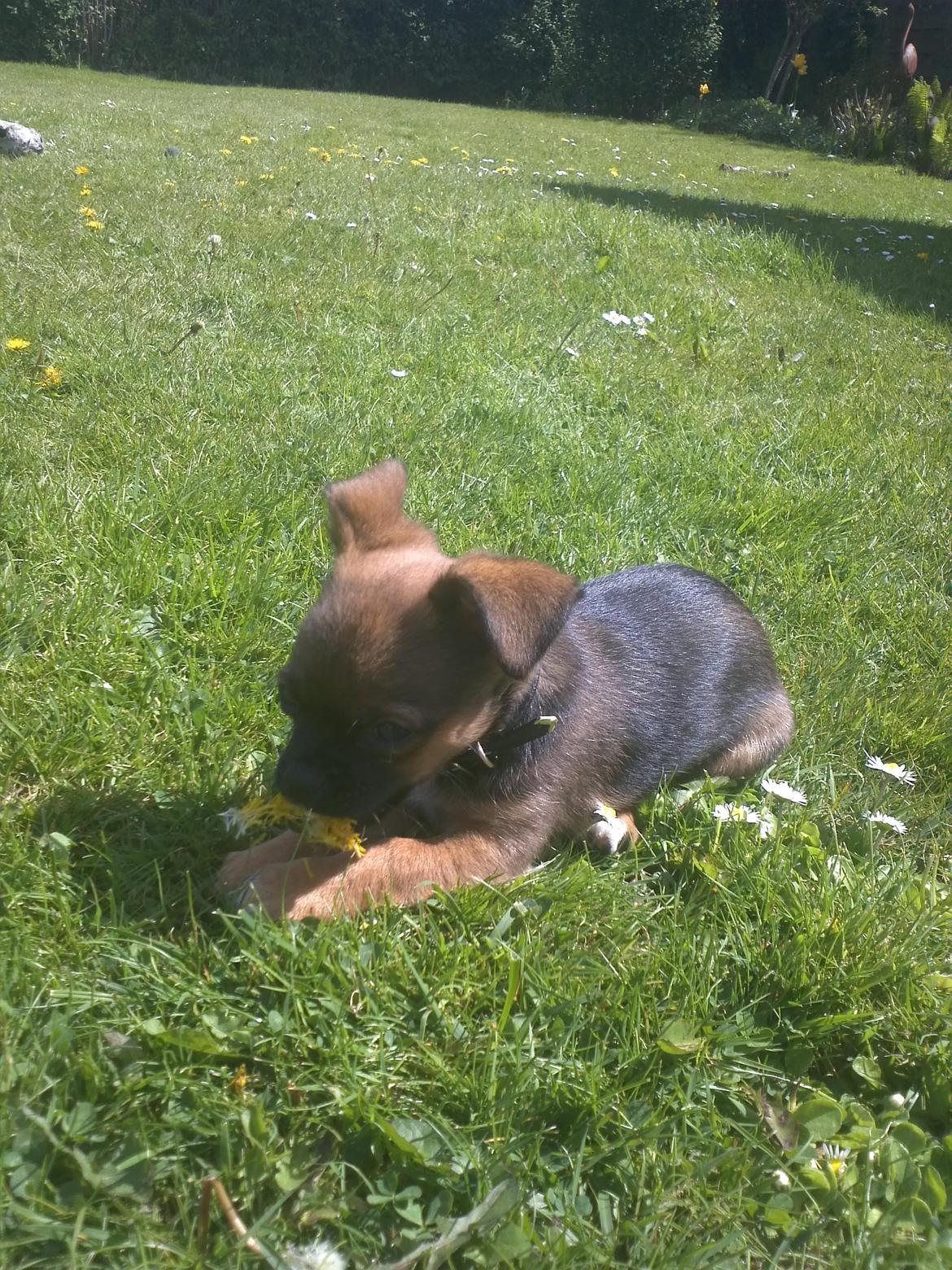 Blanding af racer Milo. billede 9