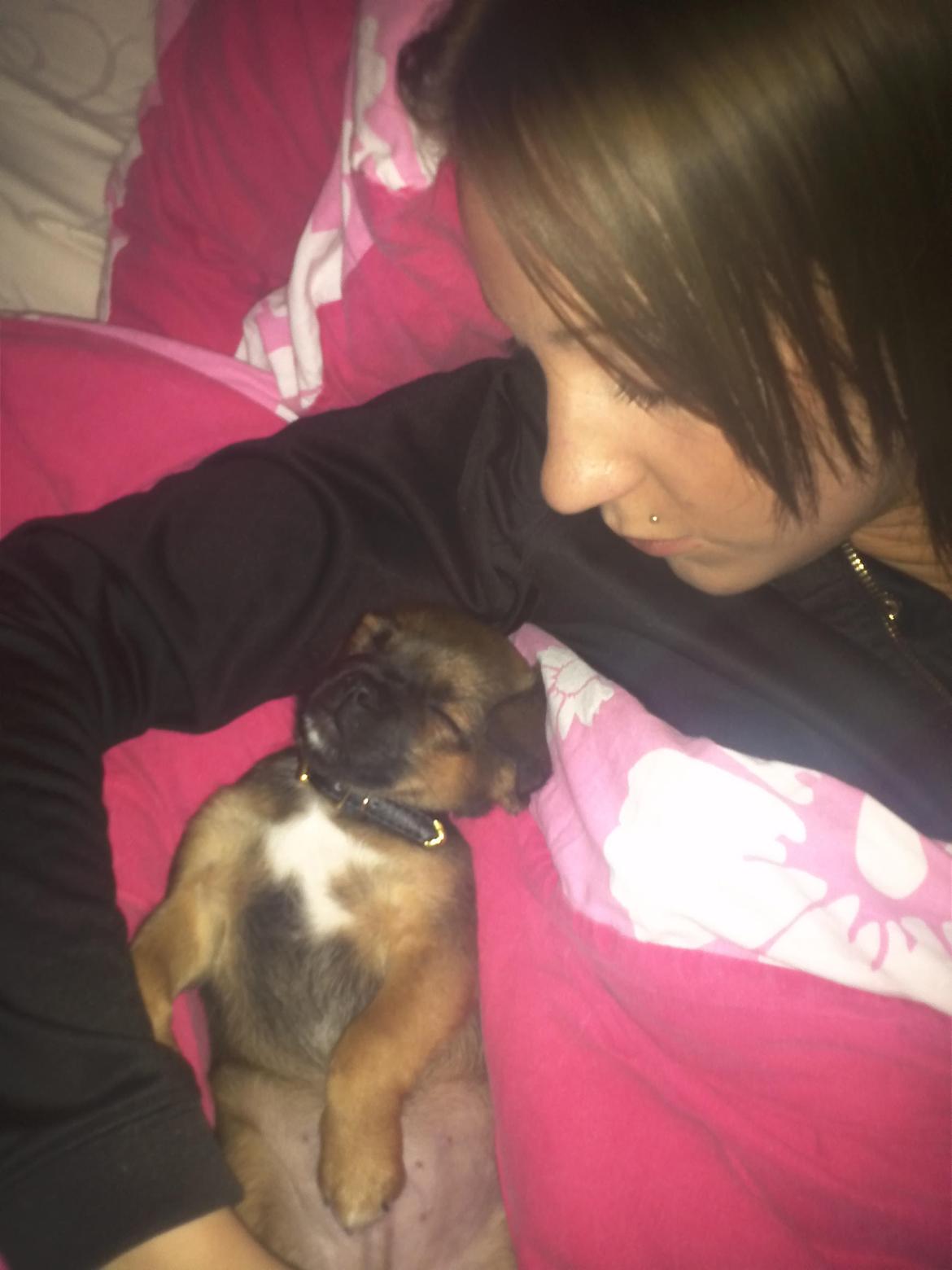 Blanding af racer Milo. billede 11