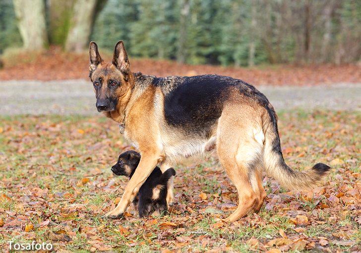 Schæferhund Soya - Soya med sønnen Mongrif Cicero  billede 2