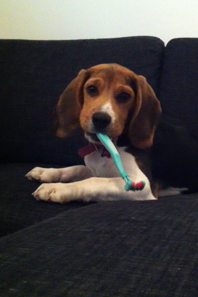 Beagle Thilde billede 11