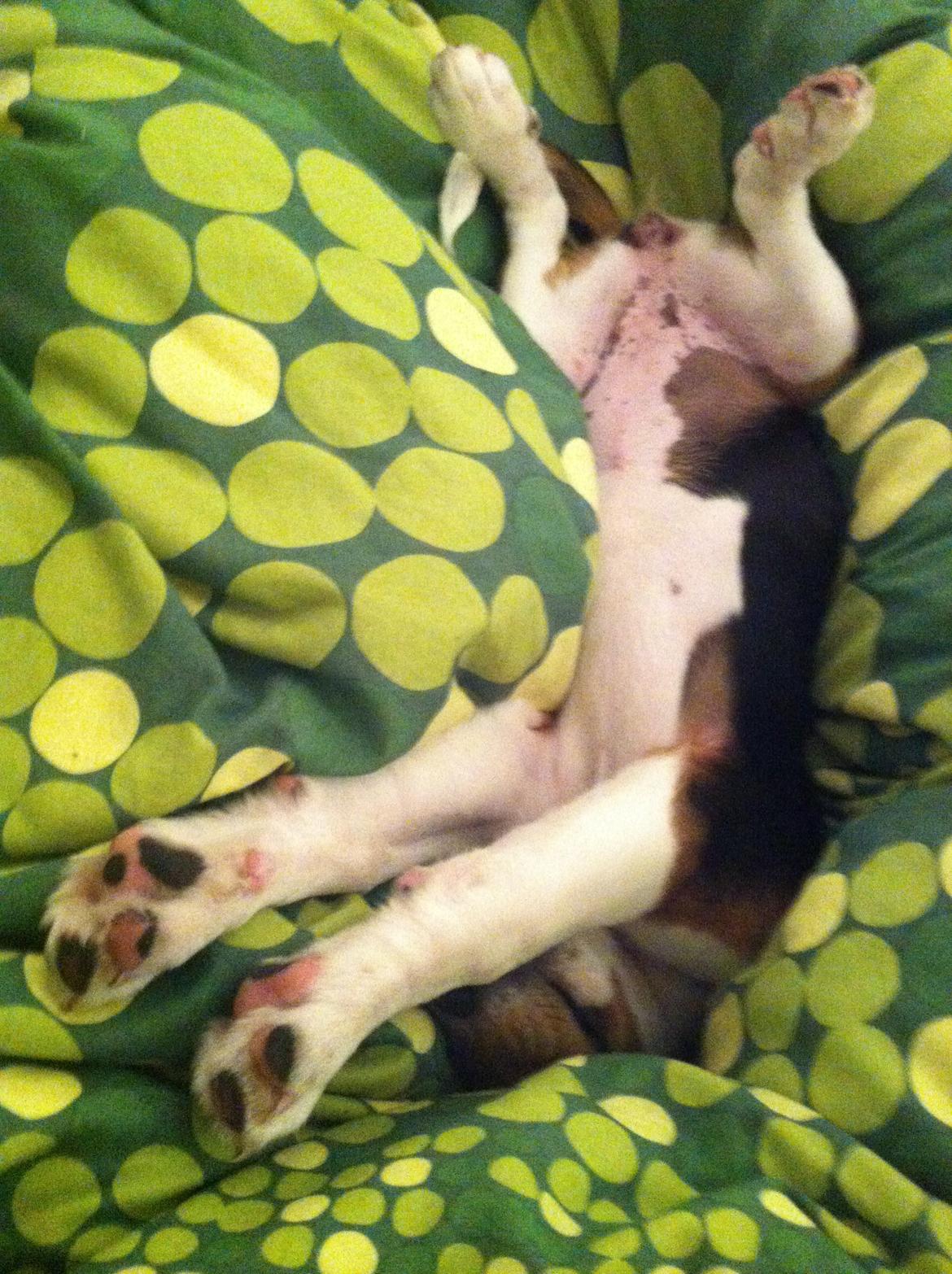 Beagle Thilde billede 12