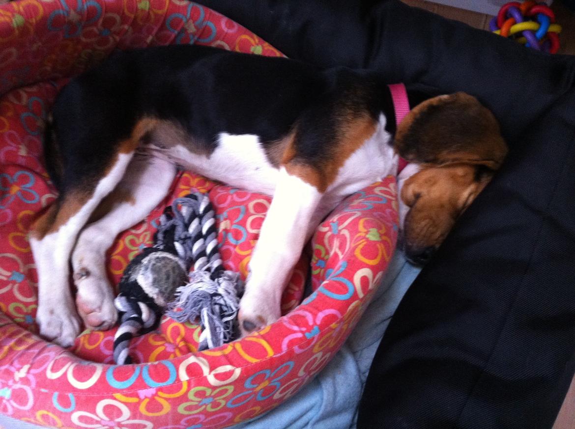 Beagle Thilde billede 13