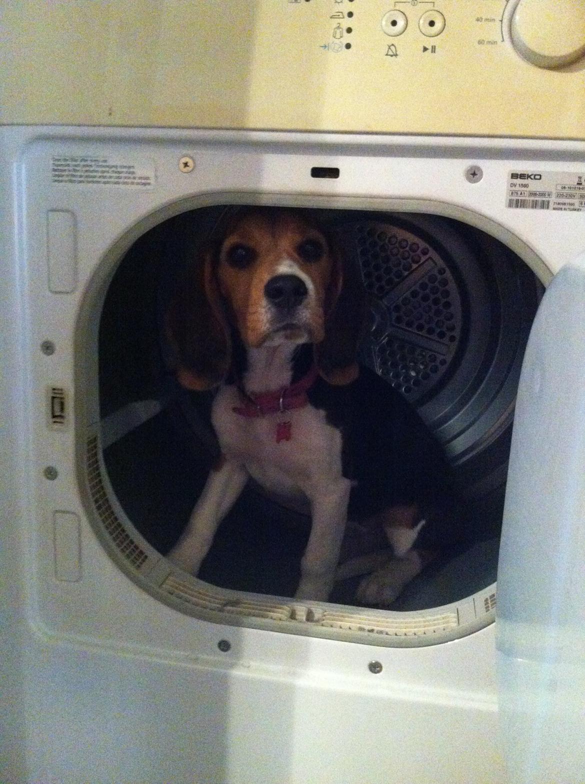 Beagle Thilde billede 14