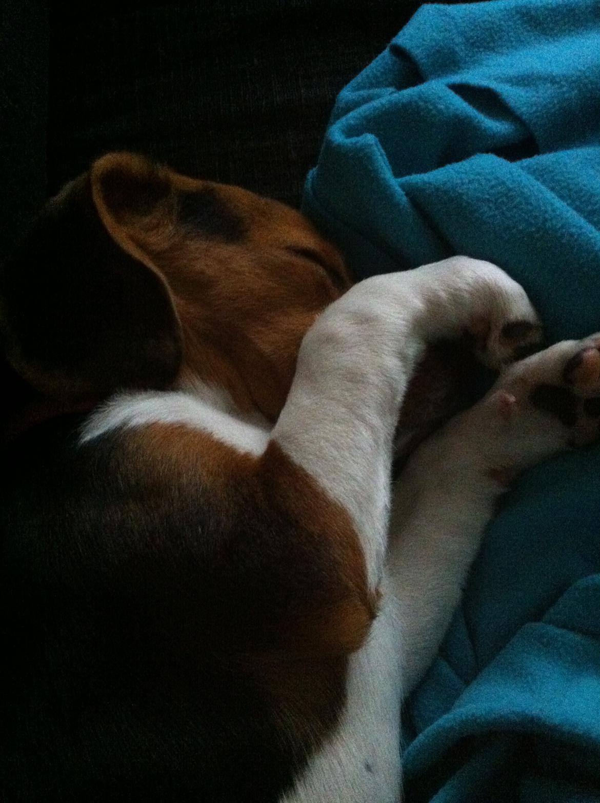 Beagle Thilde billede 15