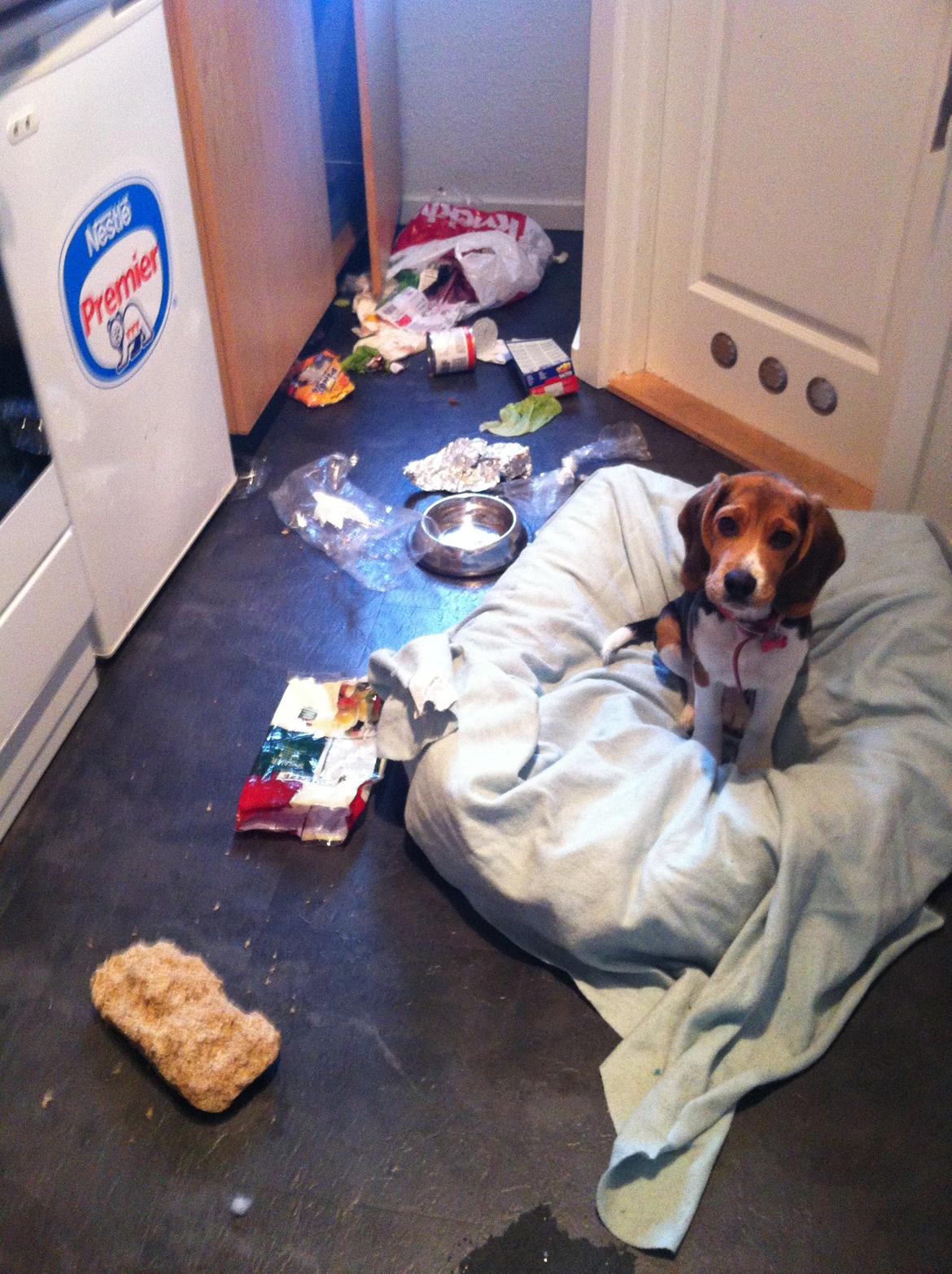 Beagle Thilde - Thilde siger velkommen hjem!
 billede 16