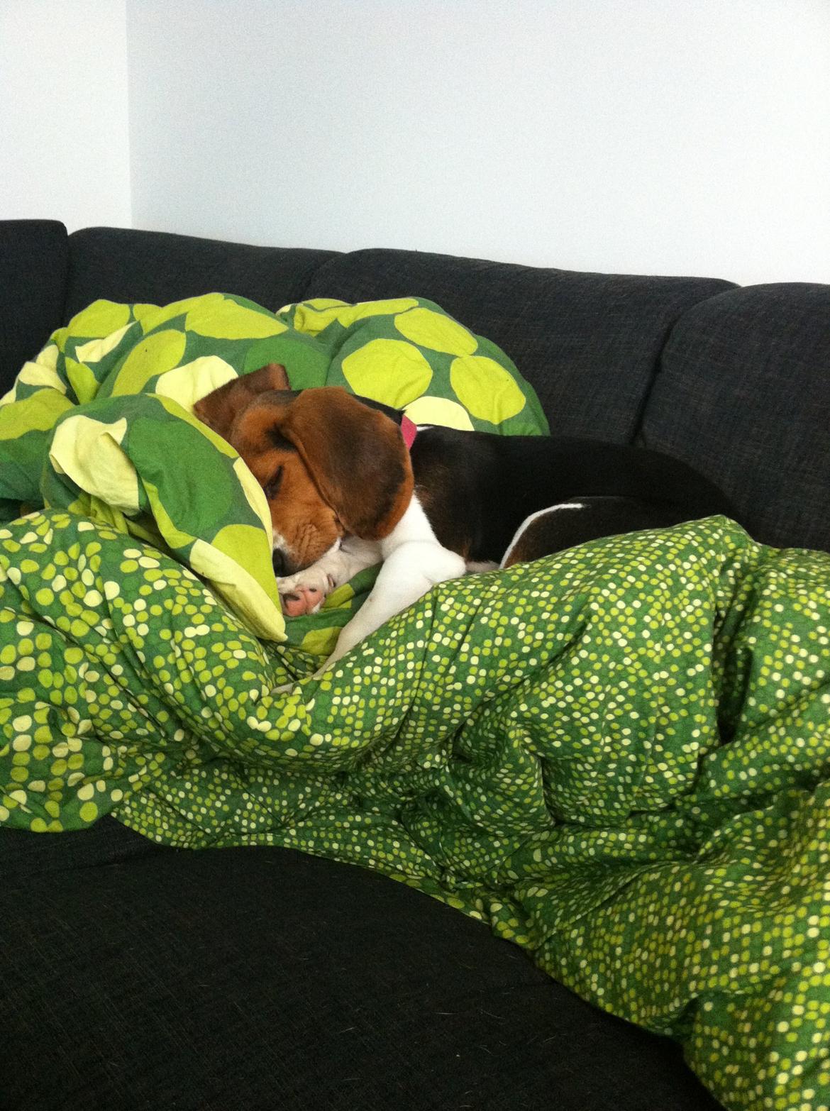 Beagle Thilde billede 17