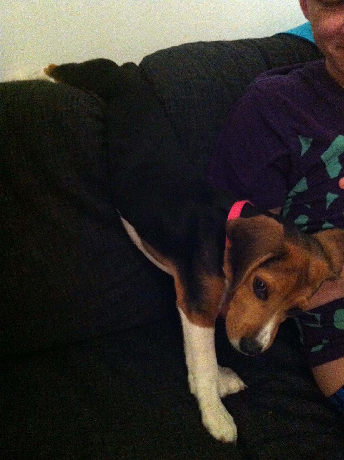 Beagle Thilde billede 18