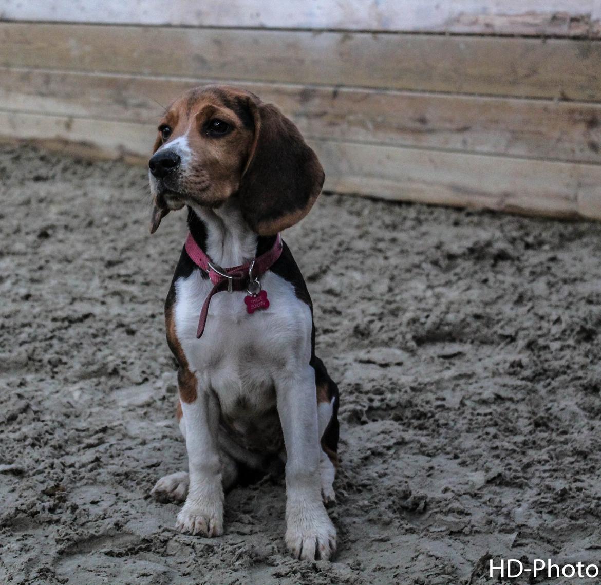 Beagle Thilde billede 1