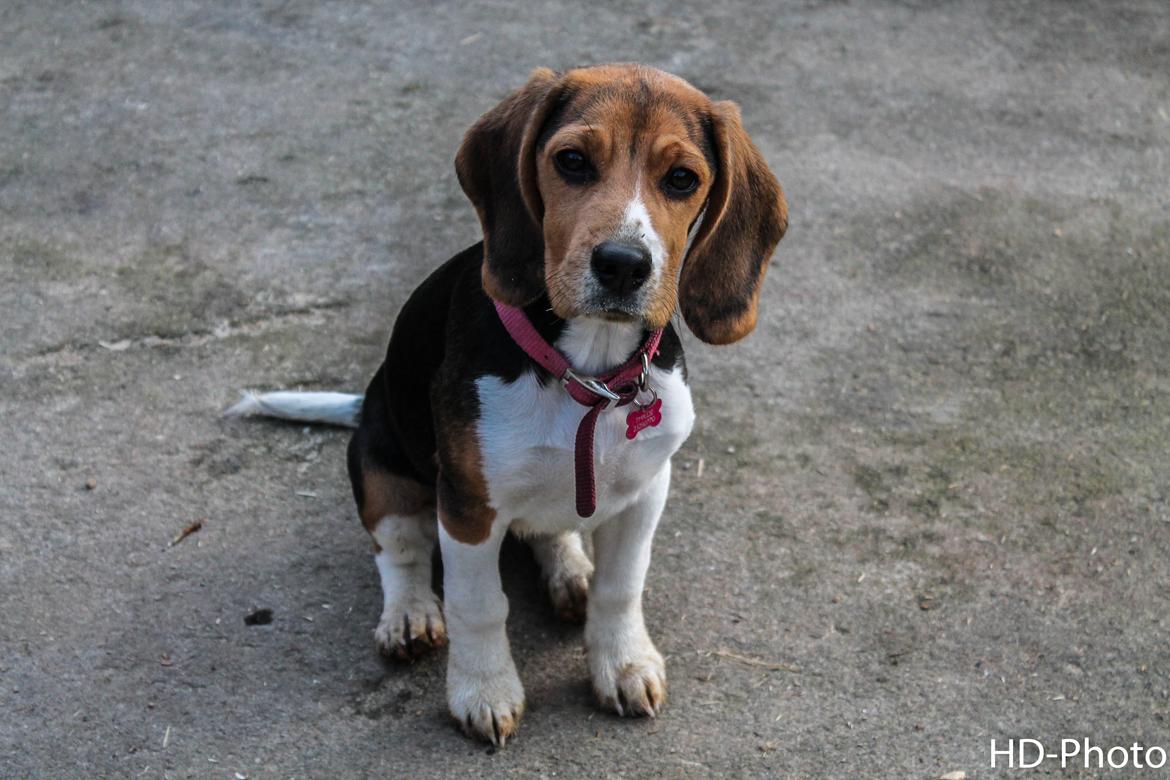 Beagle Thilde billede 19