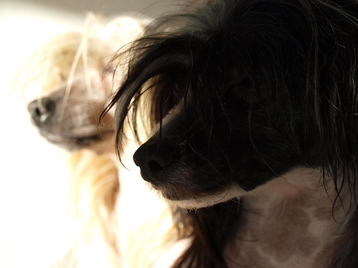 Chinese crested hårløs Misella´s Rex <3 billede 10
