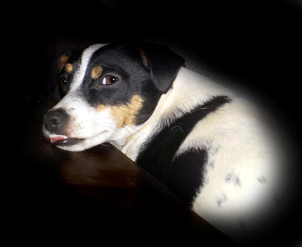 Dansk svensk gaardhund silke billede 1