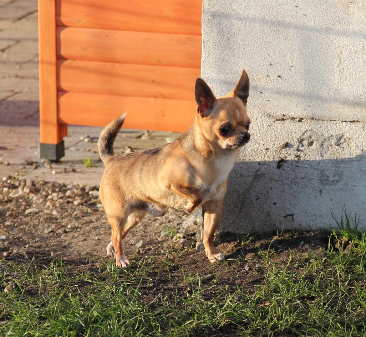 Chihuahua Itschy vom Hochmoor billede 18