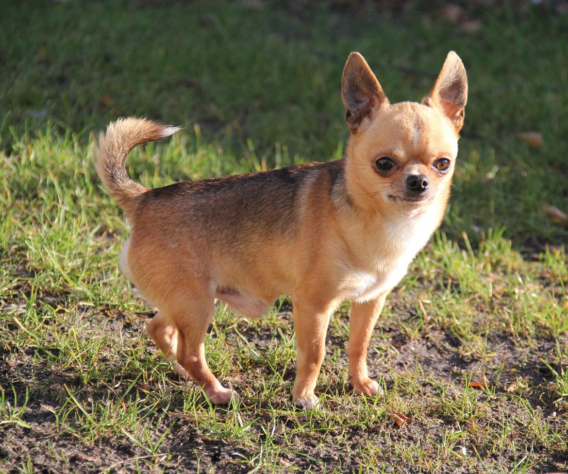 Chihuahua Itschy vom Hochmoor billede 19