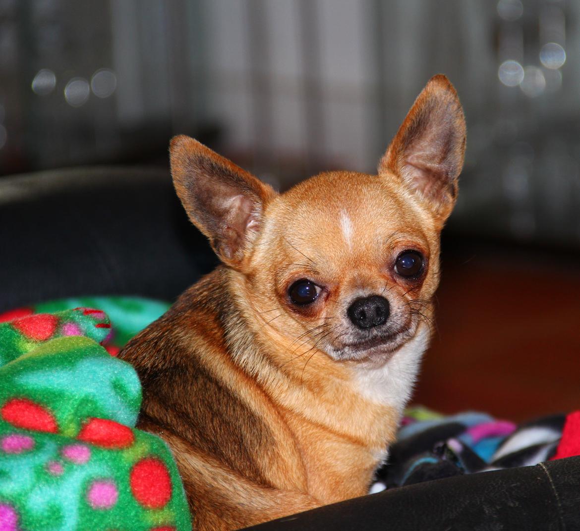 Chihuahua Itschy vom Hochmoor billede 20