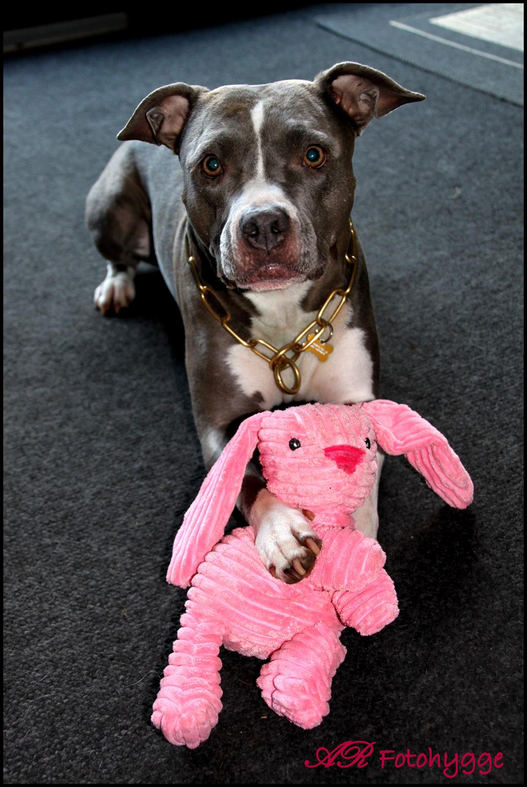 Amerikansk staffordshire terrier Lola - Lola sammen med sin PINK kanin <3 Som hun viser stolt frem. billede 13