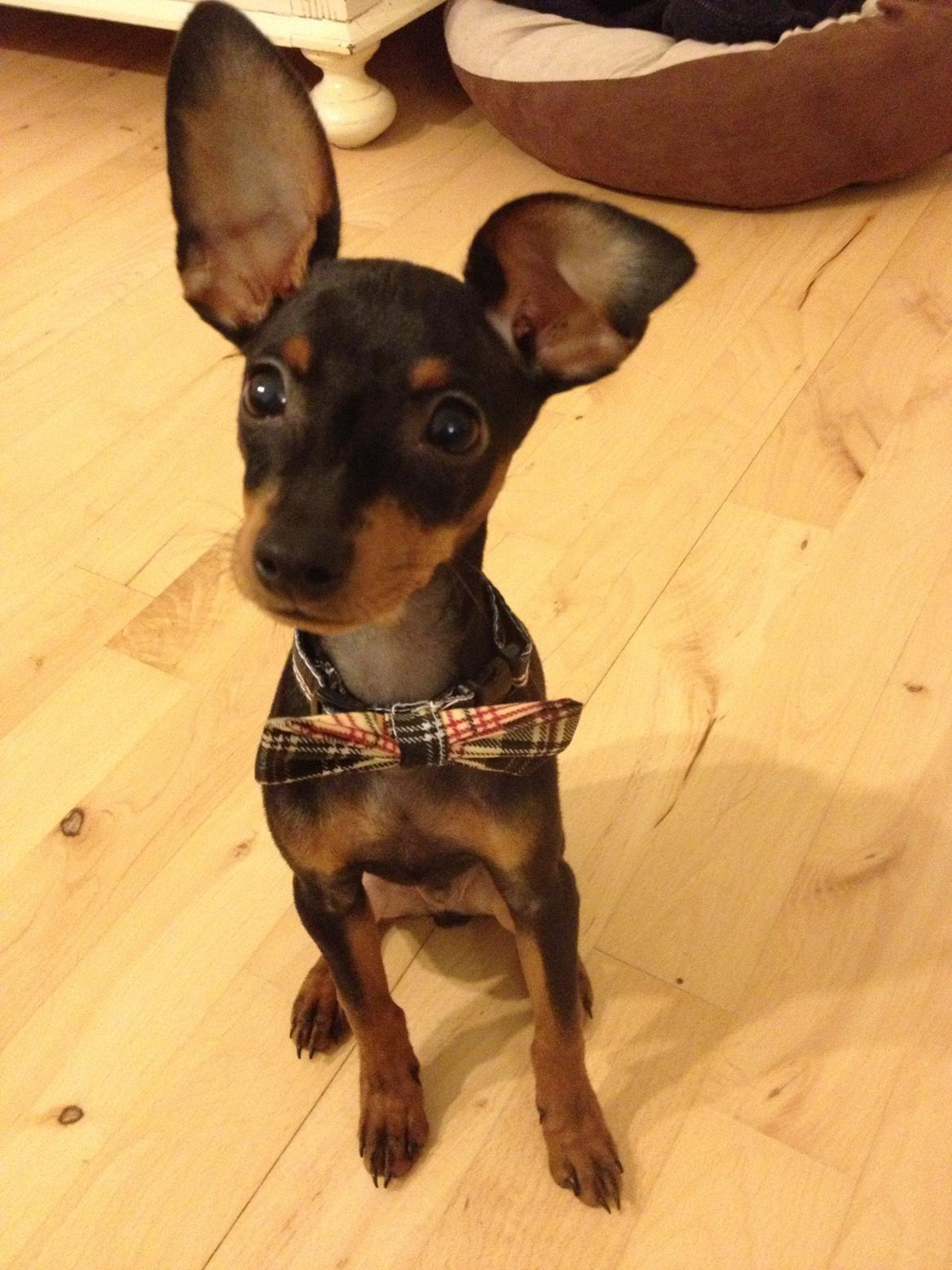 Dvaergpinscher Kovo - Look at me ;) billede 1