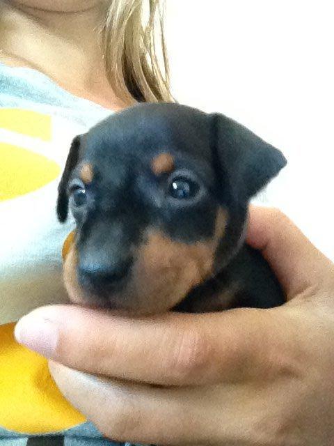 Dvaergpinscher Kovo billede 2