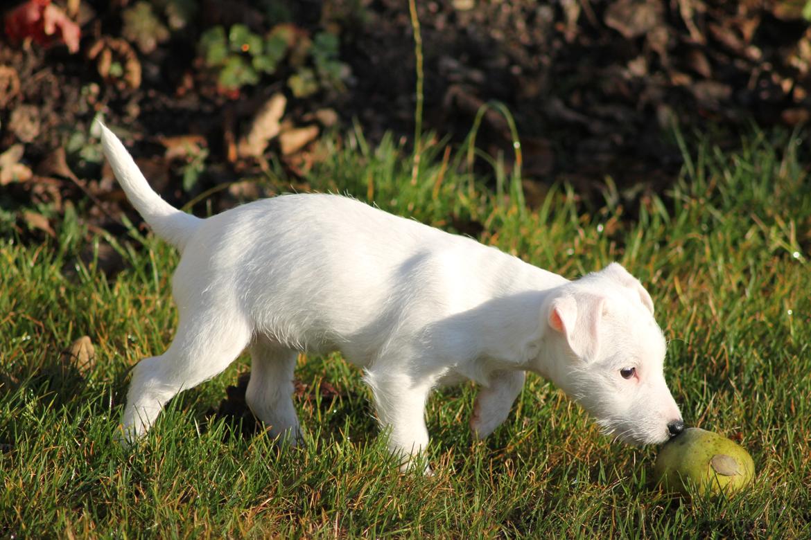 Jack russell terrier Lullu. - [Foto:SSP-Photo/mig] billede 17
