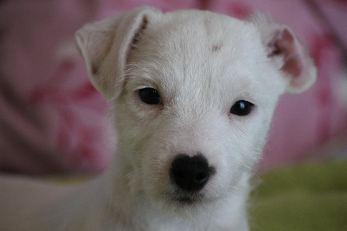 Jack russell terrier Lullu. - *Velkommen til Lullu's Profil! Lig gerne en komentar + bedømmelse. [Foto:SSP-Photo/mig] billede 1