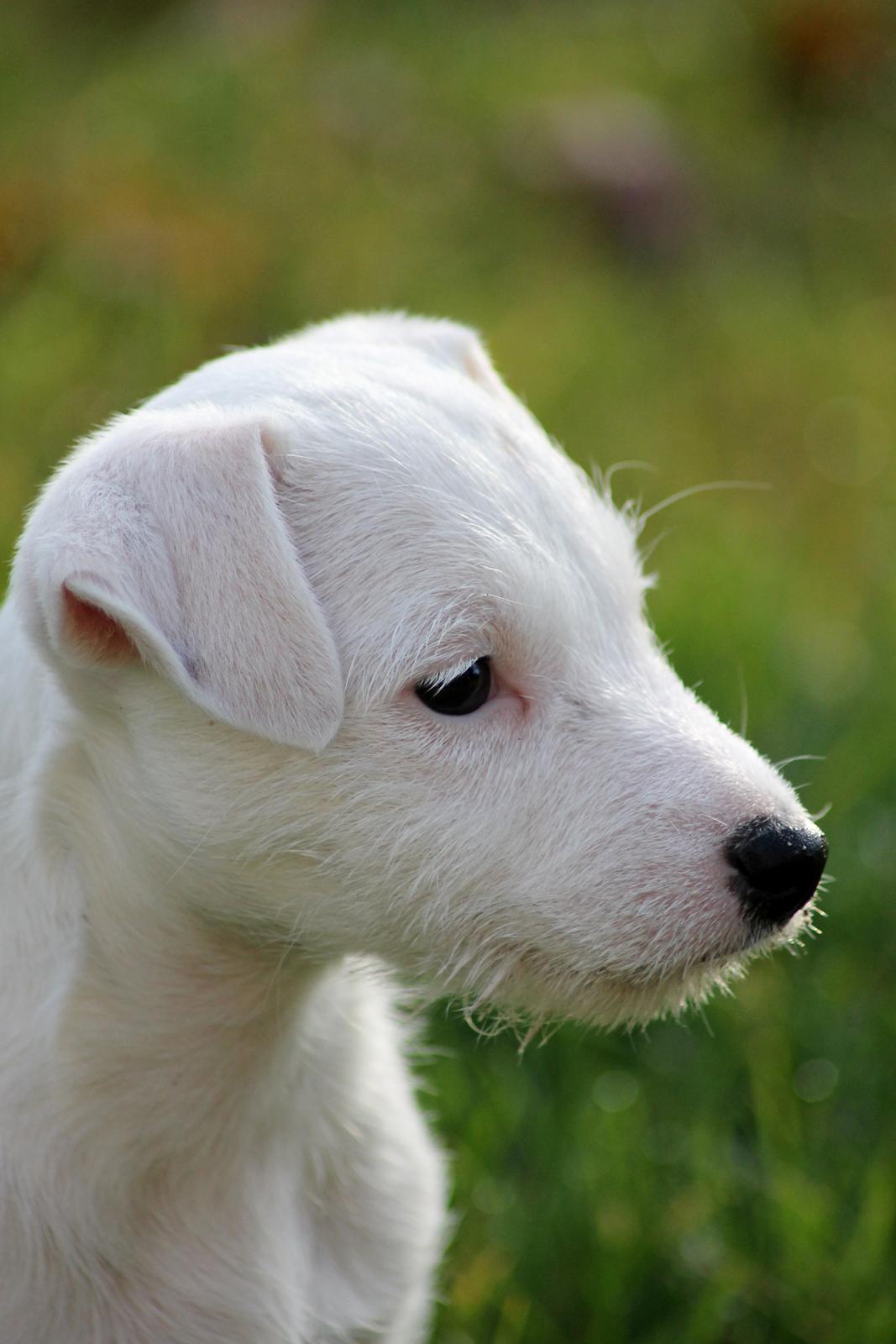 Jack russell terrier Lullu. - Floootte puppy!
[Foto:SSP-Photo/mig] billede 19