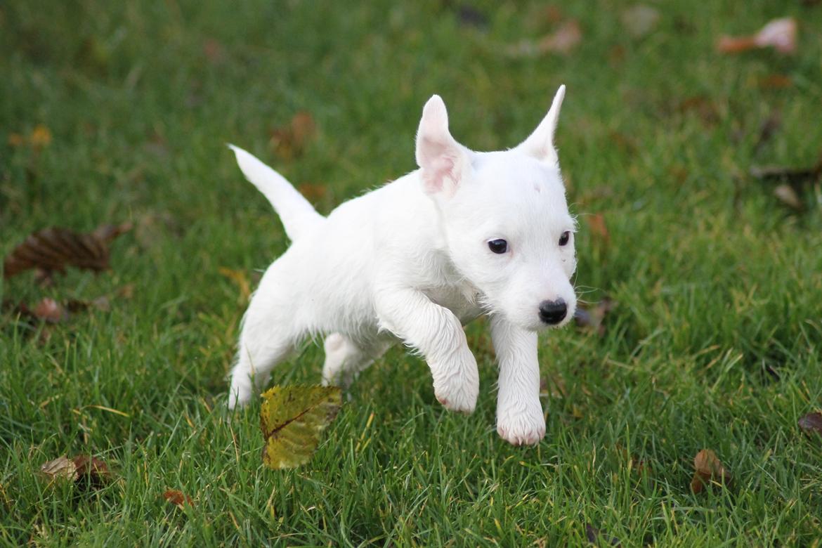 Jack russell terrier Lullu. - [Foto:SSP-Photo/mig] billede 20