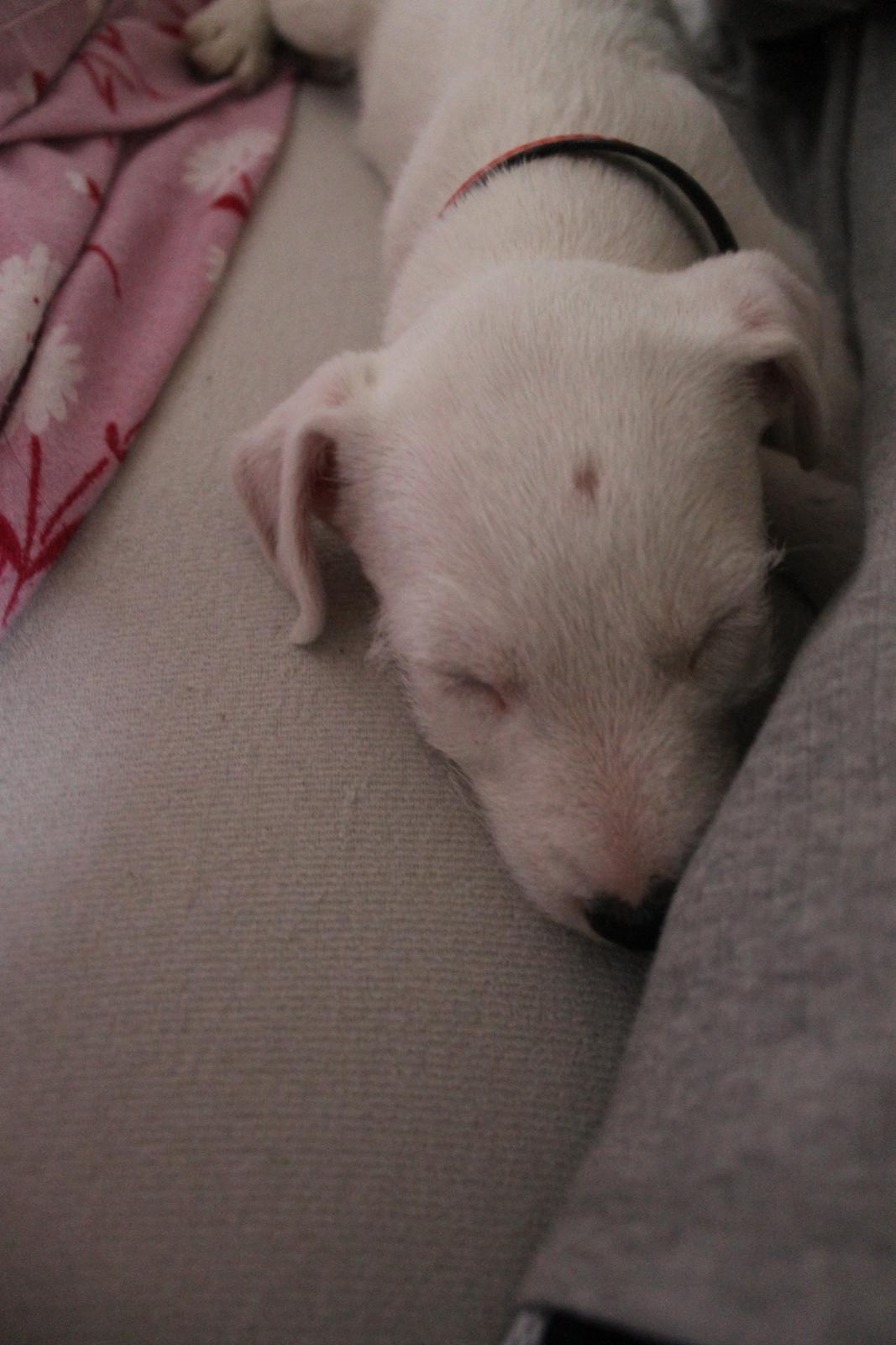 Jack russell terrier Lullu. - når man godt kan tage det lidt med ro! ;-)
[Foto:SSP-Photo/mig] billede 21