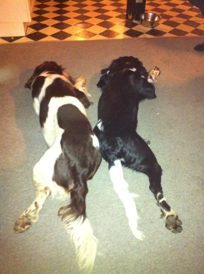 Engelsk springer spaniel Malthe - Storebror & lillebror ;) billede 18