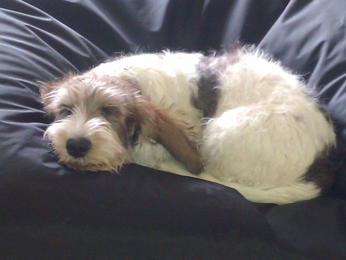 Petit basset griffon wendéen Rasmus billede 1