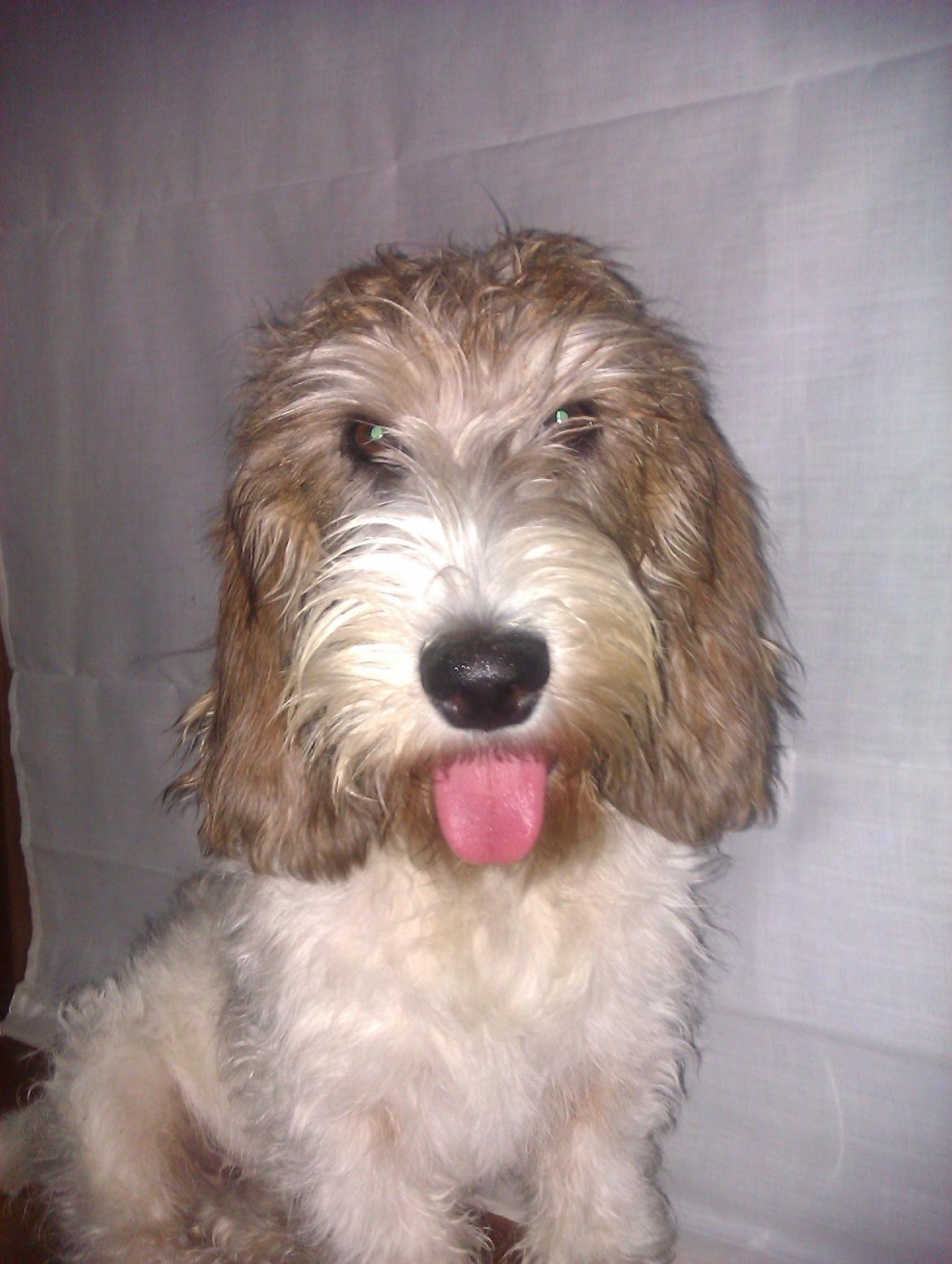 Petit basset griffon wendéen Rasmus billede 2