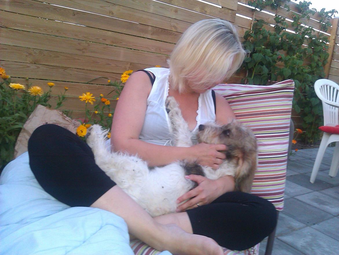 Petit basset griffon wendéen Rasmus billede 3