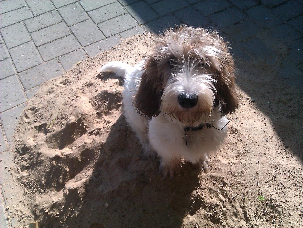 Petit basset griffon wendéen Rasmus billede 4